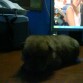 cuando los perritos se durmiero yio me fui a internet y este se me colo